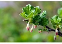 Groseillier à maquereau 'Hinnonmaki vert' - Ribes uva-crispa  - Haie champetre  - Pepiniere Alsace - Vegetal Local Nord Est - Bio - Jardin forêt comestible - fruitier - permaculture