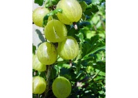 Groseillier à maquereau 'Hinnonmaki vert' - Ribes uva-crispa  - Haie champetre  - Pepiniere Alsace - Vegetal Local Nord Est - Bio - Jardin forêt comestible - fruitier - permaculture