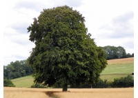 Hêtre commun - Fagus sylvatica - Haie champetre  - Pepiniere Alsace - Vegetal Local Nord Est - Bio - Jardin forêt comestible - fruitier - permaculture