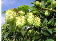 Houblon - Humulus lupulus - Haie champetre  - Pepiniere Alsace - Vegetal Local Nord Est - Bio - Jardin forêt comestible - fruitier - permaculture