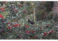 Houx commun - Ilex aquifolium - Haie champetre  - Pepiniere Alsace - Vegetal Local Nord Est - Bio - Jardin forêt comestible - fruitier - permaculture
