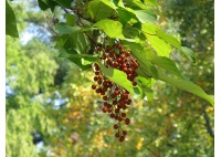 Idésia - Idesia polycarpa  - Haie champetre  - Pepiniere Alsace - Vegetal Local Nord Est - Bio - Jardin forêt comestible - fruitier - permaculture