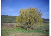 Micocoulier de Provence  - Celtis australis - Haie champetre  - Pepiniere Alsace - Vegetal Local Nord Est - Bio - Jardin forêt comestible - fruitier - permaculture