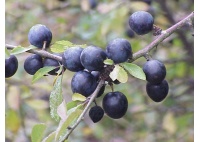 Prunellier - Prunus spinosa - Haie champetre  - Pepiniere Alsace - Vegetal Local Nord Est - Bio - Jardin forêt comestible - fruitier - permaculture