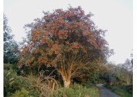 Sorbier des oiseleurs - Sorbus aucuparia - Haie champetre  - Pepiniere Alsace - Vegetal Local Nord Est - Bio - Jardin forêt comestible - fruitier - permaculture