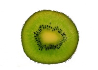 Kiwi ‘Solo’ - Actinidia deliciosa - Haie champetre  - Pepiniere Alsace - Vegetal Local Nord Est - Bio - Jardin forêt comestible - fruitier - permaculture