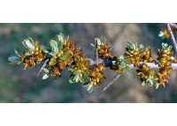 Argousier_male_pollmix_hippophae_rhamnoides_Haie champetre  - Pepiniere Alsace - Vegetal Local Nord Est- Bio - Jardin forêt comestible - fruitier - permaculture