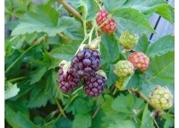 Mûroisier – Ronce hybride mûre-framboise - Rubus Hybris 'Loganberry' - Haie champetre  - Pepiniere Alsace - Vegetal Local Nord Est - Bio - Jardin forêt comestible - fruitier - permaculture