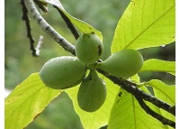 Asiminier greffé Prima 1216 - Asiminia triloba ‘Prima 1216’ - Haie champetre  - Pepiniere Alsace - Vegetal Local Nord Est - Bio - Jardin forêt comestible - fruitier - permaculture