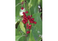 Baie aux 5 saveurs – Liane - Schisandra chinensis - Haie champetre  - Pepiniere Alsace - Vegetal Local Nord Est - Bio - Jardin forêt comestible - fruitier - permaculture