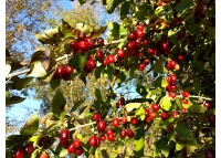 Cornouiller mâle à gros fruits 'Schönbrunner Gourmet Dirndl' - Cornus mas 'Schönbrunner Gourmet Dirndl' - Haie champetre  - Pepiniere Alsace - Vegetal Local Nord Est - Bio - Jardin forêt comestible - fruitier - permaculture