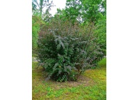 Épine-vinette - Berberis vulgaris - Haie champetre  - Pepiniere Alsace - Vegetal Local Nord Est - Bio - Jardin forêt comestible - fruitier - permaculture