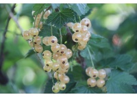 Groseillier à grappes 'Blanches de Versailles' - Ribes sativum - Haie champetre  - Pepiniere Alsace - Vegetal Local Nord Est - Bio - Jardin forêt comestible - fruitier - permaculture