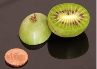Kiwaï 'Maki' - Actinidia arguta - Haie champetre  - Pepiniere Alsace - Vegetal Local Nord Est - Bio - Jardin forêt comestible - fruitier - permaculture