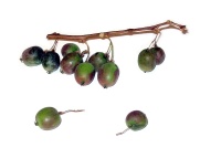 Kiwaï 'Red one' - Actinidia arguta - Haie champetre  - Pepiniere Alsace - Vegetal Local Nord Est - Bio - Jardin forêt comestible - fruitier - permaculture