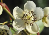 Kiwaï 'Weiki' - Actinidia arguta - Haie champetre  - Pepiniere Alsace - Vegetal Local Nord Est - Bio - Jardin forêt comestible - fruitier - permaculture