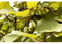 Kiwi arctique - Actinidia kolomikta - Haie champetre  - Pepiniere Alsace - Vegetal Local Nord Est - Bio - Jardin forêt comestible - fruitier - permaculture