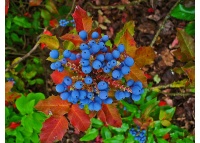 Mahonia à feuilles de houx - Berberis aquifolium - Haie champetre  - Pepiniere Alsace - Vegetal Local Nord Est - Bio - Jardin forêt comestible - fruitier - permaculture