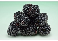 Mûrier noir – Ronce sans épine - Rubus fruticosus 'Black Satin' - Haie champetre  - Pepiniere Alsace - Vegetal Local Nord Est - Bio - Jardin forêt comestible - fruitier - permaculture
