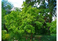 Néflier - Crataegus germanica - Haie champetre  - Pepiniere Alsace - Vegetal Local Nord Est - Bio - Jardin forêt comestible - fruitier - permaculture