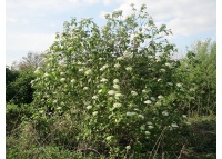 Viorne lantane - Viburnum lantana - Haie champetre  - Pepiniere Alsace - Vegetal Local Nord Est - Bio - Jardin forêt comestible - fruitier - permaculture