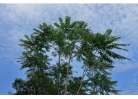 Arbre-salade-acajou-de-chine_Toona_sinensis - Haie champetre  - Pepiniere Alsace - Vegetal Local Nord Est- Bio - Jardin forêt comestible - fruitier - permaculture