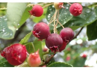 Amelanchier_du_Canada - Haie champetre  - Pepiniere Alsace - Vegetal Local Nord Est- Bio - Jardin forêt comestible - fruitier - permaculture