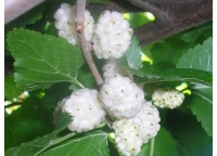Mûrier blanc - Morus alba - Haie champetre  - Pepiniere Alsace - Vegetal Local Nord Est - Bio - Jardin forêt comestible - fruitier - permaculture