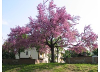 arbre-de-judee_Cercis_siliquastrum - Haie champetre  - Pepiniere Alsace - Vegetal Local Nord Est- Bio - Jardin forêt comestible - fruitier - permaculture