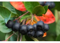 aronie_a_feuille_de_prunier_Viking_aronia_prunifolia_Viking_Haie champetre  - Pepiniere Alsace - Vegetal Local Nord Est- Bio - Jardin forêt comestible - fruitier - permaculture