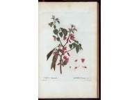 arbre-de-judee_Cercis_siliquastrum - Haie champetre  - Pepiniere Alsace - Vegetal Local Nord Est- Bio - Jardin forêt comestible - fruitier - permaculture