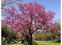 arbre-de-judee_Cercis_siliquastrum - Haie champetre  - Pepiniere Alsace - Vegetal Local Nord Est- Bio - Jardin forêt comestible - fruitier - permaculture