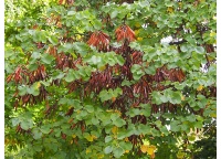 arbre-de-judee_Cercis_siliquastrum - Haie champetre  - Pepiniere Alsace - Vegetal Local Nord Est- Bio - Jardin forêt comestible - fruitier - permaculture