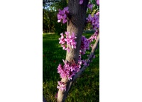 arbre-de-judee_Cercis_siliquastrum - Haie champetre  - Pepiniere Alsace - Vegetal Local Nord Est- Bio - Jardin forêt comestible - fruitier - permaculture