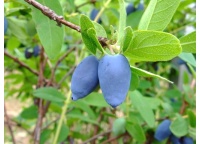 Chèvrefeuille comestible – Baie de mai ‘Edulis’ - Lonicera caerulea  - Haie champetre  - Pepiniere Alsace - Vegetal Local Nord Est - Bio - Jardin forêt comestible - fruitier - permaculture