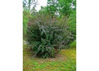 Épine-vinette - Berberis vulgaris - Haie champetre  - Pepiniere Alsace - Vegetal Local Nord Est - Bio - Jardin forêt comestible - fruitier - permaculture