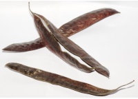 Févier d’Amérique - Gleditsia triacanthos - Haie champetre  - Pepiniere Alsace - Vegetal Local Nord Est - Bio - Jardin forêt comestible - fruitier - permaculture