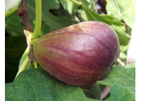 Figuier 'Italia' violette - Ficus carica - Haie champetre  - Pepiniere Alsace - Vegetal Local Nord Est - Bio - Jardin forêt comestible - fruitier - permaculture