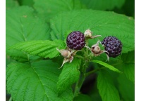 Framboisier 'Glen Coe' - Rubus idaeus - Haie champetre  - Pepiniere Alsace - Vegetal Local Nord Est - Bio - Jardin forêt comestible - fruitier - permaculture