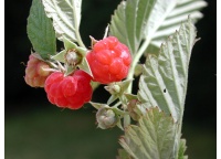Framboisier 'September' - Rubus idaeus - Haie champetre  - Pepiniere Alsace - Vegetal Local Nord Est - Bio - Jardin forêt comestible - fruitier - permaculture