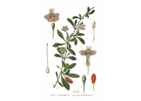 Goji - Lycium barbarum - Haie champetre  - Pepiniere Alsace - Vegetal Local Nord Est - Bio - Jardin forêt comestible - fruitier - permaculture