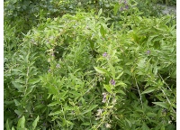 Goji - Lycium barbarum - Haie champetre  - Pepiniere Alsace - Vegetal Local Nord Est - Bio - Jardin forêt comestible - fruitier - permaculture