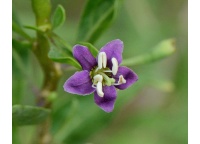 Goji - Lycium barbarum - Haie champetre  - Pepiniere Alsace - Vegetal Local Nord Est - Bio - Jardin forêt comestible - fruitier - permaculture