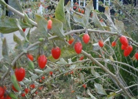Goji - Lycium barbarum - Haie champetre  - Pepiniere Alsace - Vegetal Local Nord Est - Bio - Jardin forêt comestible - fruitier - permaculture