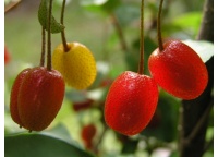 Goumi du Japon - Elaeagnus multiflora - Haie champetre  - Pepiniere Alsace - Vegetal Local Nord Est - Bio - Jardin forêt comestible - fruitier - permaculture