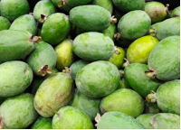 Goyavier du Brésil 'Mammouth' - Feijoa sellowiana  - Haie champetre  - Pepiniere Alsace - Vegetal Local Nord Est - Bio - Jardin forêt comestible - fruitier - permaculture