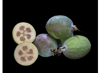 Goyavier du Brésil (variété commune) - Feijoa sellowiana  - Haie champetre  - Pepiniere Alsace - Vegetal Local Nord Est - Bio - Jardin forêt comestible - fruitier - permaculture