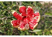 Grenadier 'Mollar de Elche' - Punica granatum - Haie champetre  - Pepiniere Alsace - Vegetal Local Nord Est - Bio - Jardin forêt comestible - fruitier - permaculture