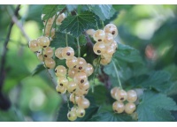 Groseillier à grappes 'Blanches de Versailles' - Ribes sativum - Haie champetre  - Pepiniere Alsace - Vegetal Local Nord Est - Bio - Jardin forêt comestible - fruitier - permaculture