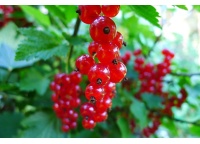 Groseillier à grappes 'Rolan' - Ribes rubrum - Haie champetre  - Pepiniere Alsace - Vegetal Local Nord Est - Bio - Jardin forêt comestible - fruitier - permaculture